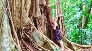 BIGGEST Tree In Thailand (500+ Years Old!!!)