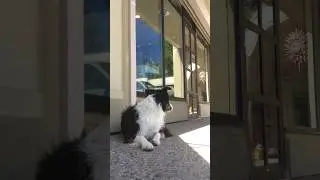OFF LEASH BORDER COLLIE  left outside a store.