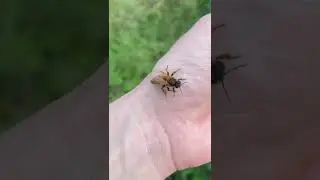 The Queen Bee is Not the Leader!