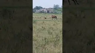 Погоня Лошади за собакой. #horse #лошади