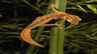 Modern reptile Tribute Five: Uroplatus / Leaf Tailed Gecko - Lizard.