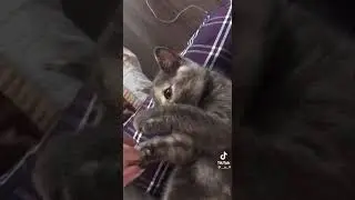 Котики. Часть 8