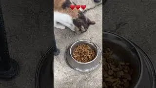 Cute cat #mochi is #eating# is #food# with is paws# #short#