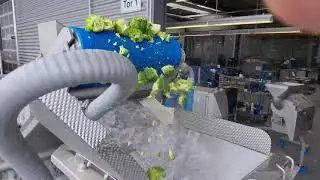 Lavado de Broccoli con GEWA AF y GEWA KL