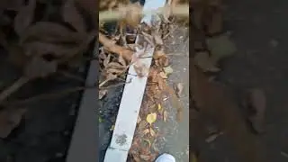 осенний асмр