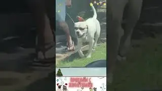 приколы с животными , смешные моменты , коты и собаки  , смех до слез 
