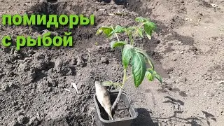 ПОСАДКА ПОМИДОР С РЫБОЙ#полезные советы#семья в селе