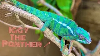 The Panther Chameleon Crew