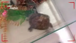 Мои питомцы. У меня новый зверёк!