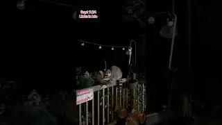 The Raccoon Diner , Just a lone nervous customer today, Peanut Butter Club Diary