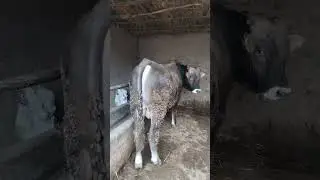 20 million 500 sotildi qiziqqanlar uchun 19 0ylik urug'lik ka olindi