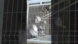 Так кричат цесарки при испуге...