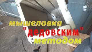 A simple DIY mousetrap that actually works!
