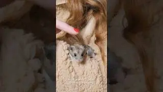 Do hamsters need a friend? 
