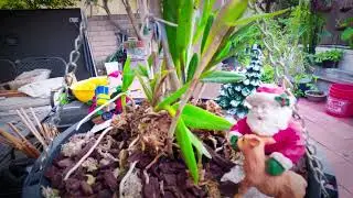 Gopro 11 using Log and Lut: Winter Colors in My Garden