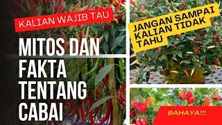 menjelajahi dunia cabai. mengenal manfaat dan kegunaan cabai dalam kehidupan sehari hari