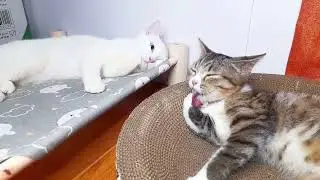 These Two Cats Loves To Groom Together