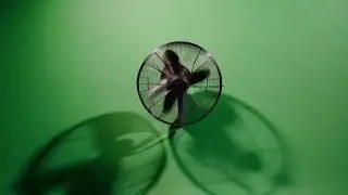 Green screen FAN | Fan video effect