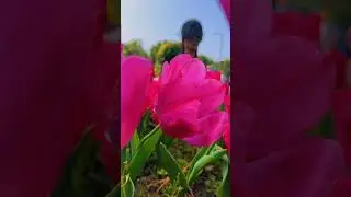 Аланья,сезон тюльпанов