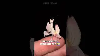 Orchid mantis | The most beautiful mantis in the world! 