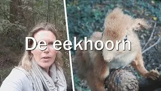 de eekhoorn - Juf in de natuur