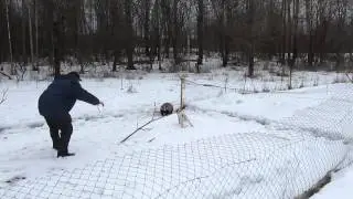 Джек Рассел Бублик первая притравка по барсуку март 2015