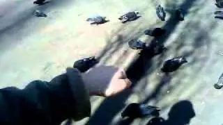 Пиз-дергач и гули