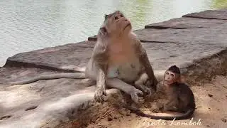 AKSI LUCU MONYET BERKELAHI