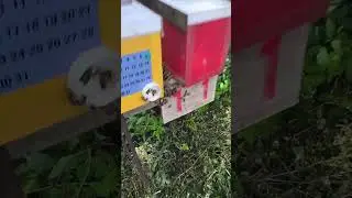Нюансы в расстановке нуклеусов