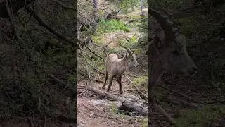 Two young Ibex on the trail. Le Béchar summit hike.