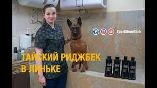 SUPER SHEDDING OF THE THAI RIDGEBACK / Groomtime for 