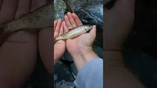 Fly Fishing for Rainbow Trout in Amazing Trinity County #shorts #fishing #fish
