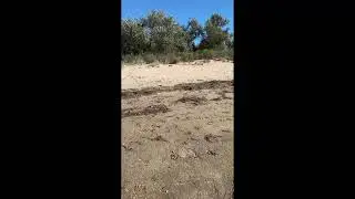 Лана Помощь Бездомным животным «Безнадега»на море 😅