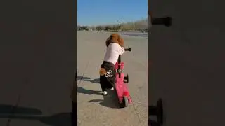 Puppy Skating Duty