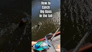THIS Is How To Catch BIG BASS In The FALL 