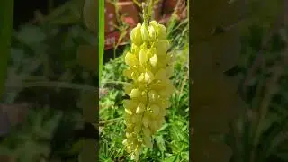 Yellow Treat