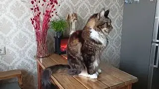 Лорди 🐯🐅🔥Отдых после Обеда🔥#подпишись #кот #котики #релакс #отдых #позитив #юмор #музыка #видео