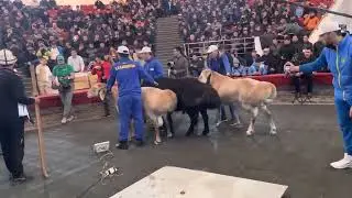 Qazaxıstanda qoç Ginnesin rekordlar kitabına girdi - VİDEO
