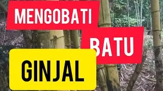UNEXPECTED !  10 HEALTH BENEFITS OF YELLOW BAMBOO BREAKS