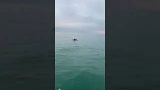 И опять про дельфинов. #fishing #fish #рыба #море #fishingvideo
