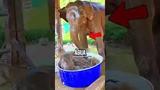 NEVER LEAVE AN ELEPHANT IN THE POOL