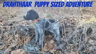 Deutsch Drahthaar Puppy Sized Adventure