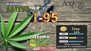 strain review I-95 - Hybrid Sativa THC% - cannabis and music