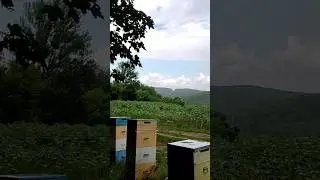 Ось так виглядає ідеальне робоче місце? 🐻 #влог #beekeeper #бджільництво
