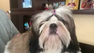 Полина, наша принцесса!Красивая и породная девочка , можно спросить 89144473202 ватсап , телеграмм