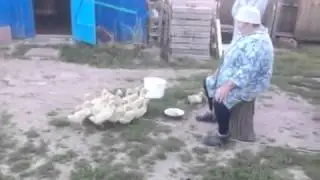 Бабулька строит гусей прикол ахаха