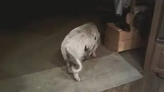 Albert our mini Pig and his daily living skills