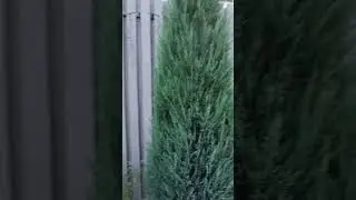 🌲Срочно стригите можжевельник и получите набивной, красивый, не разваливающийся от дождя скальник🌲