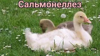 Салммонеллëз у гусят// #болезнь#гусь #птицы #деревенскаяжизнь
