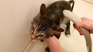 Kittens Taking A Bath with Cutest Meow